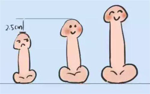 二、耳软骨隆鼻不同阶段的修复与定型特点