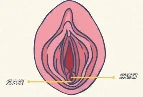 六、日常吃土豆：对眼袋有益，但不能直接消除