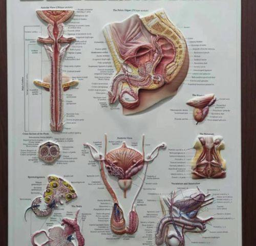 四、科学饮食助力修复