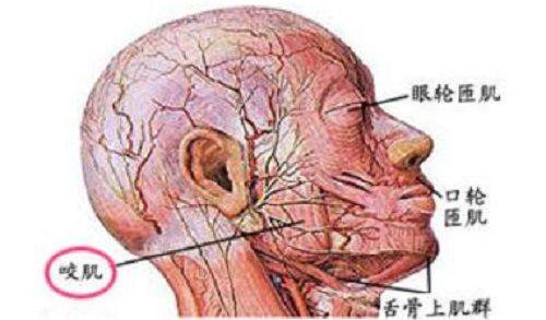 三、积雪苷霜软膏的适用场景详解